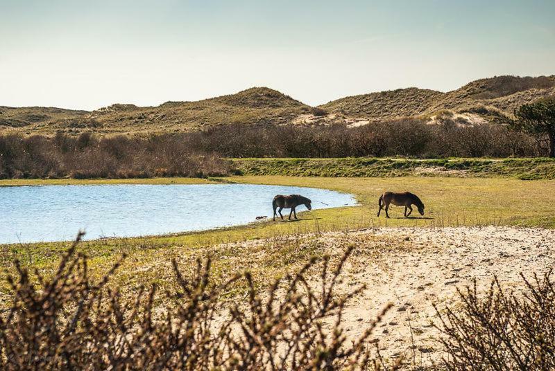 Het Hoekhuisje Egmond aan Zee Eksteriør billede